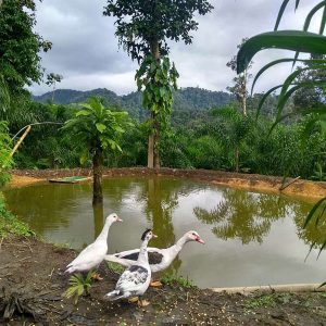 Laguna y gansos de la Finca