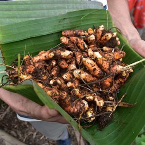 Cosecha de Cúrcuma