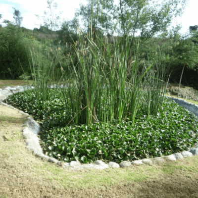Yakunina permacultura tratamiento de aguas residuales ecuador