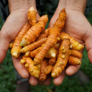 Cosecha de Cúrcuma